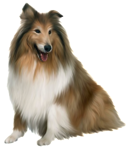 Painted_Scotch_Collie_Dog_PNG_Picture_Clipart