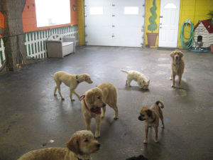 doggy daycare indoor open space